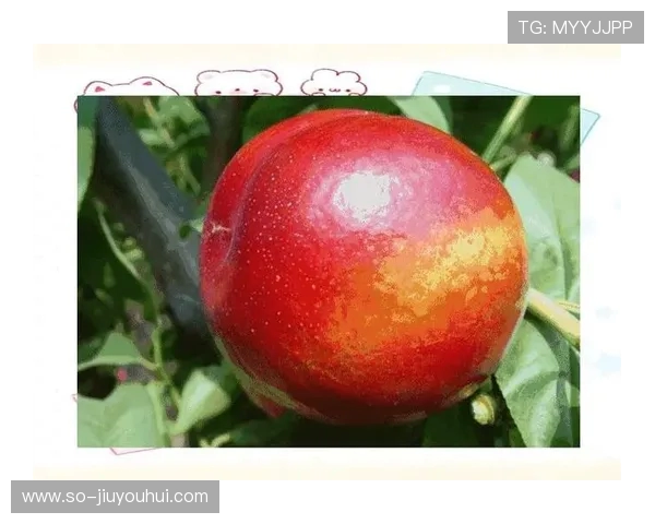 探寻水果足球起源与发明者的神秘历史真相全景深度文化背景全面解析